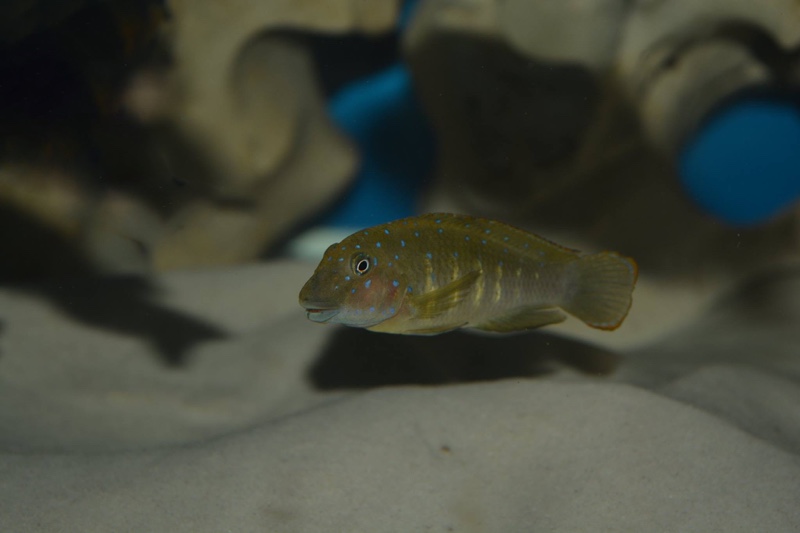 Eretmodus cyanostictus 'Cape Chaitika'